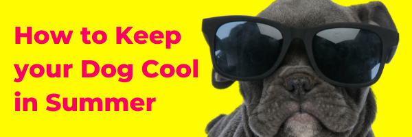 How to Keep your Dog Cool in Summer - Mobile, Internet and UK TV in Spain